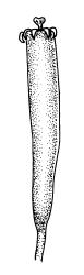Tayloria octoblepharum, capsule, dry. Drawn from A.J. Fife 8234, CHR 439180.
 Image: R.C. Wagstaff © Landcare Research 2015 